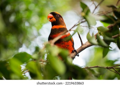 The dusky lory or the white-rumped lory or the dusky-orange lory (Pseudeos fuscata) in the branch - Shutterstock ID 2219633863