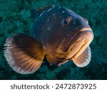 Dusky Mediterranean grouper from Cyprus