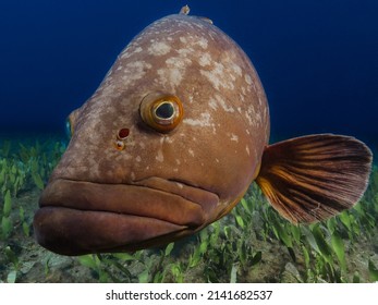  Dusky mediterranean grouper - Epinephelus marginatus from Cyprus, Mediterranean Sea          - Shutterstock ID 2141682537