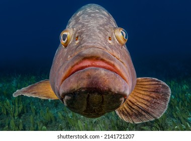 Dusky Mediterranean grouper - Epinephelus marginatus  - Shutterstock ID 2141721207