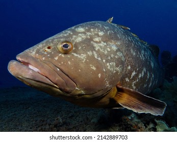 Dusky Mediterranean grouper - Epinephelus marginatus from Cyprus, Mediterranean Sea  - Shutterstock ID 2142889703