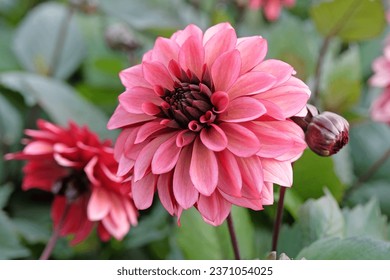 Dusky pink and burgundy decorative Dahlia 'Night Silence' in flower.  - Shutterstock ID 2371054025