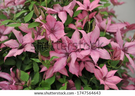 Dusky pink large-flowered Clematis Giselle blooms on an exhibition in May 2016
