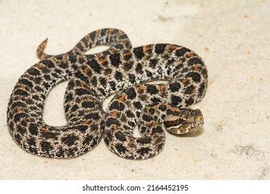 101 Ground rattler Images, Stock Photos & Vectors | Shutterstock