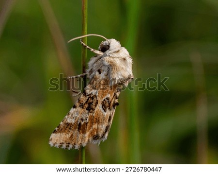 A Dusky Sallow moth rests on a blade of grass in summer
