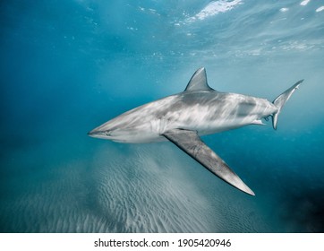 Dusky shark in mediteranean . - Shutterstock ID 1905420946