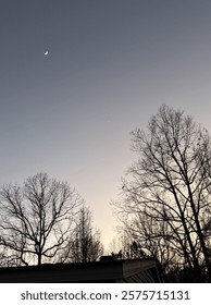 Dusky Sky and Trees with the Moon