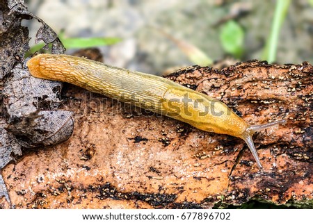 Dusky Slug on Tree Bark