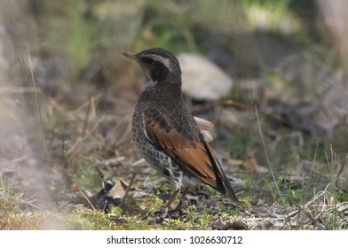 A Dusky thrush on the ground