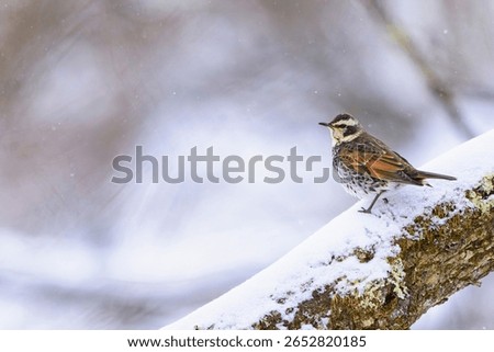 Dusky Thrush (Turdus eunomus) in winter