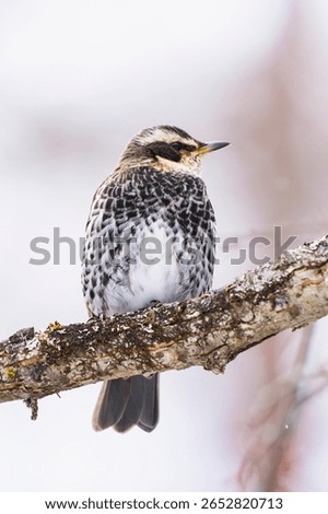 Dusky Thrush (Turdus eunomus) in winter