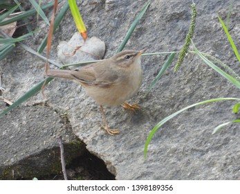 Dusky warbler, like other warblers,is olive-green in colour which serves as a camouflage.Mostly insectivorous,fruits and seeds are also on their menu.It is migratory and breeds in East-Asia.