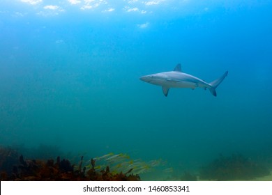 Dusky Whaler Shark In Blue Water