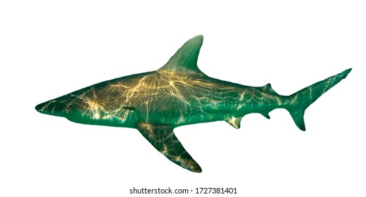 Dusky Whaler Shark Isolated On White Background 