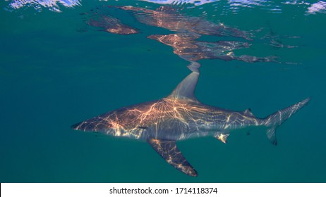 Dusky Whaler Shark in ocean  - Shutterstock ID 1714118374