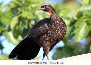 Dusky-legged Guan bird posing, looking to the side with his neck turned as he walks along the wall looking for food