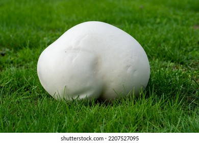 Dust Ball Fungus That Looks Like A Body Part