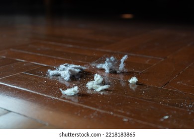  Dust Bunnies On Wood Floor