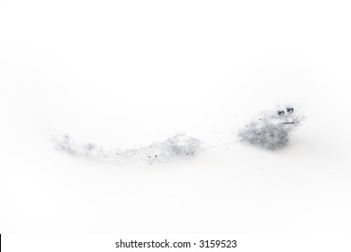 Dust Bunny On A White Background