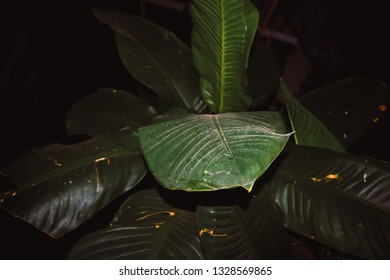 Dust And Debris Blown Away With Green Leafy Leaves. Vintage Picture