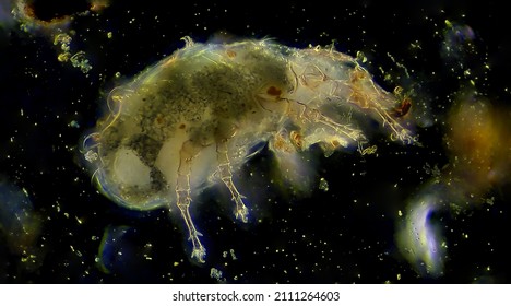 Dust Mite Insect Microscopic Animal