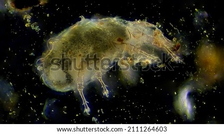 Dust mite insect microscopic animal