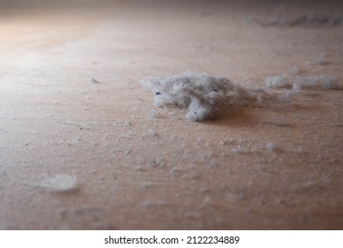 Dust Nad Dirt On A Wooden Floor. Dirty Floor Under Bed. Colonies Of Dust Bunnies Underneath. Under Bed Floor Duster. Untidiness House.