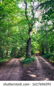 Dust Road In Masurian Landscape Park, Masuria Region Of Poland