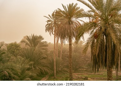 Dust Storm In Middle East . 