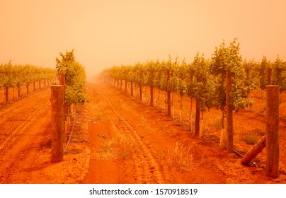 Dust storm in a vineyard near Mildura, Victoria, Australia. Thick orange-red dust blankets rows of grapevines. 

