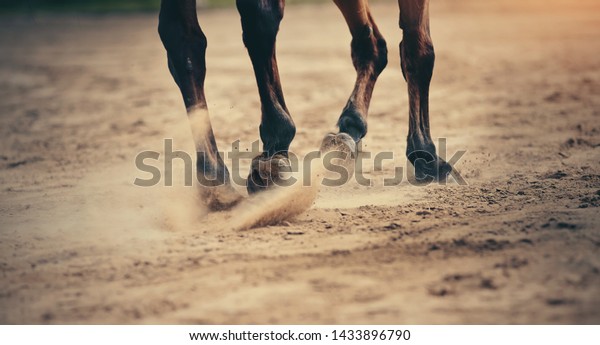Dust\
under the horse\'s hooves. Legs of a galloping\
horse.