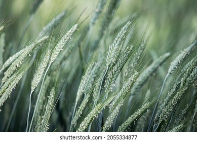 Graines en pugnacité, pollinisation de plantes, gros plan d'oreilles vertes. Culture du grain.