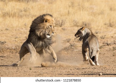 Dusty Lion Fight