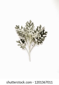 Dusty Miller Leaf