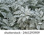 Dusty miller (Silver dust or Jacobaea maritima) plant