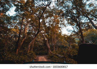 A dusty path in between a forest