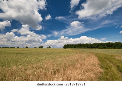 A dusty path between grain fields in spring under white clouds.