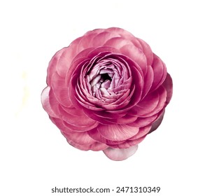 Dusty pink Flower on white isolated background for design. Closeup. Nature. light pink flower isolated on a white backdrop close up. Shades of peach coral barbie blush rouge flamingo. Gloss sheen bud - Powered by Shutterstock