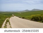 Dusty road lined by bunches of wild flowers. Green fields. Small hills in the background. Blue sky with white clouds in the spring. Gibellina, centre of the island Sicily, Italy.