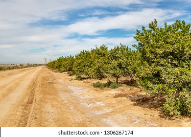 A Dusty Road Running Past A Citrus Tree Orchard In Southern California