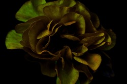 Gold Dandelions On Black Background Free Stock Photo - Public Domain ...