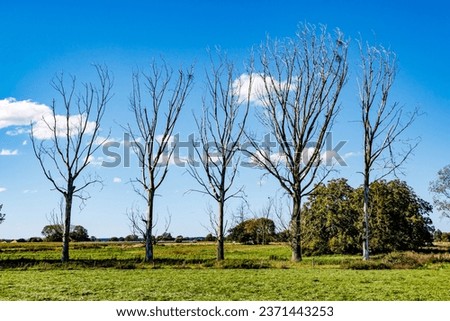 Dutch agricultural land landscape with five bare trees surrounded by green grass on uncultivated land, trees with green foliage against blue sky in background, sunny day in Meers, Elsloo, Netherlands