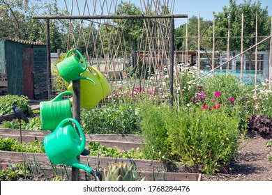 Dutch Allotment Garden With Covered Vegetables, Bean Stakes And Sheds