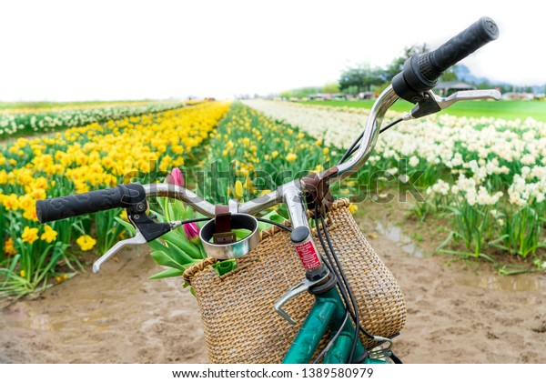 Dutch bike (fiets) handlebars facing\
forward to a tulip field, with a bike basket of flowers. Springtime\
scenery and concept. Touristic Dutch culture\
photo.