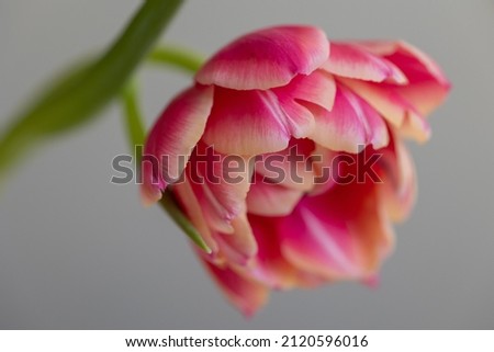 Similar – Image, Stock Photo Cutout tulip macro