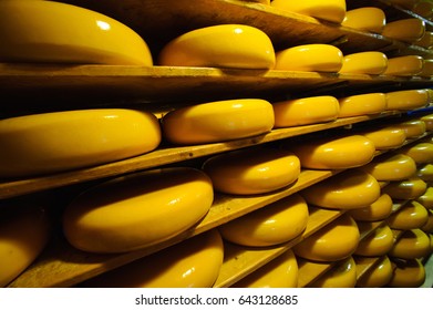 Dutch Cheese Ripening On The Shelves At A Dairy Farm