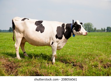 Dutch Cow Stock Photo 208056061 | Shutterstock