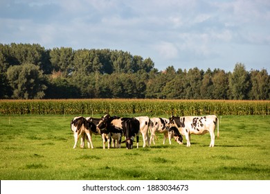 Dutch Cows in the green meadow near Flevoland Netherlands Noordoostpolder agricultural 