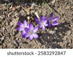 Dutch crocus flowers - Latin name - Crocus vernus Grand Maitre