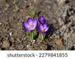 Dutch crocus Grand Maitre flowers - Latin name - Crocus vernus Grand Maitre